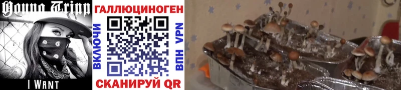 Псилоцибиновые грибы мицелий дарнет шоп Цивильск